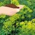 Bouquet Dill Herb Garden Seeds - 1 Oz - Non-GMO, Heirloom Herbal Gardening & Microgreens Seeds - Anethum graveolens   566878160
